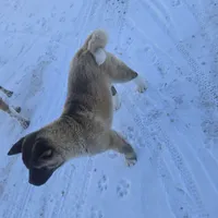 Green collar, a male Akita for sale in Lanesboro, MN – Photo 8 of 8