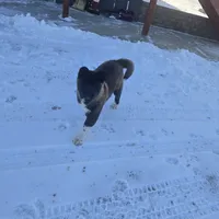 Green collar, a male Akita for sale in Lanesboro, MN – Photo 1 of 8