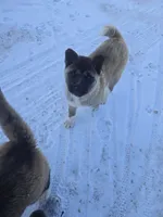 Purple collar, a female Akita for sale in Lanesboro, MN – Photo 1 of 4