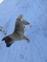 Purple collar, a female Akita for sale in Lanesboro, MN – Photo 3 of 4