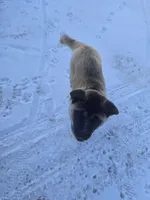 Purple collar, a female Akita for sale in Lanesboro, MN – Photo 4 of 4