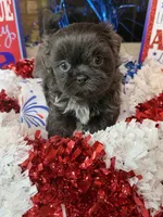 Elijah, a male Shih Tzu for sale in DeSoto, TX – 4 of 7