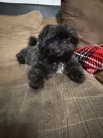 Elijah, a male Shih Tzu for sale in DeSoto, TX – 3 of 7