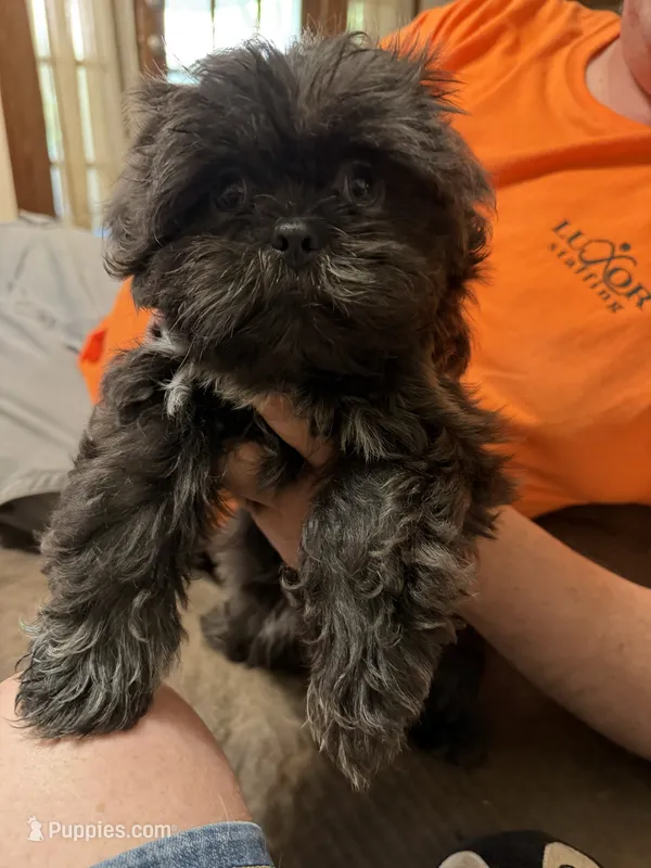 Elijah – Shih Tzu puppy for sale in DeSoto, TX