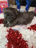 Elijah, a male Shih Tzu for sale in DeSoto, TX – 7 of 7