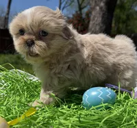 Phoebe, a female Shih Tzu for sale in DeSoto, TX – Photo 6 of 6