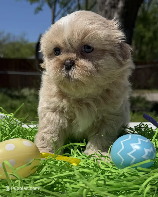 Phoebe – Shih Tzu puppy for sale in DeSoto, TX