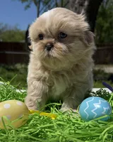 Phoebe, a female Shih Tzu for sale in DeSoto, TX – Photo 1 of 6