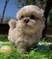 Phoebe, a female Shih Tzu for sale in DeSoto, TX – Photo 2 of 6