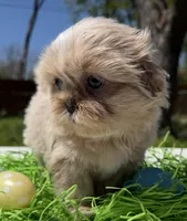 Phoebe, a female Shih Tzu for sale in DeSoto, TX – Photo 4 of 6