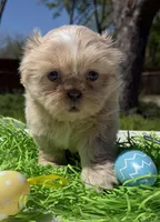 Phoebe, a female Shih Tzu for sale in DeSoto, TX – Photo 3 of 6