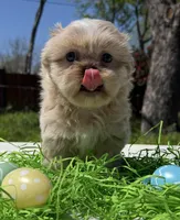 Phoebe, a female Shih Tzu for sale in DeSoto, TX – Photo 5 of 6