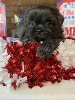 Elijah, a male Shih Tzu for sale in DeSoto, TX – 5 of 7