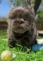 Monica, a female Shih Tzu for sale in DeSoto, TX – Photo 4 of 4