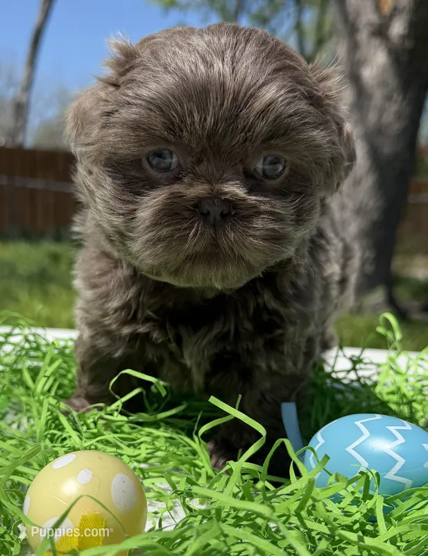 Monica – Shih Tzu puppy for sale in DeSoto, TX