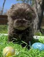 Monica, a female Shih Tzu for sale in DeSoto, TX – Photo 1 of 4