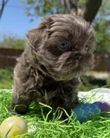 Monica, a female Shih Tzu for sale in DeSoto, TX – Photo 2 of 4