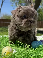 Monica, a female Shih Tzu for sale in DeSoto, TX – Photo 3 of 4