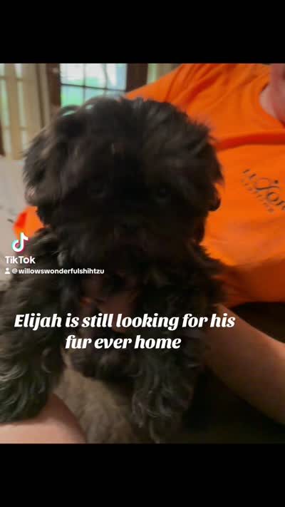 Elijah, a male Shih Tzu for sale in DeSoto, TX – 6 of 7