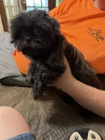 Elijah, a male Shih Tzu for sale in DeSoto, TX – 2 of 7