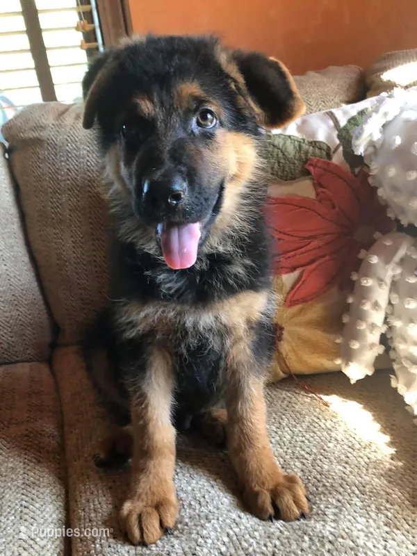 GSD, a male German Shepherd Dog for sale in Monee, IL – Photo 1 of 1