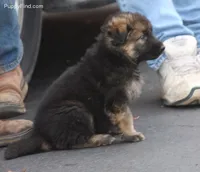 GSP puppy, a male German Shepherd Dog for sale in Monee, IL – 1 of 1