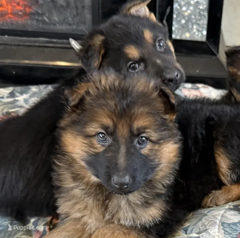 GSD, a male German Shepherd Dog for sale in Monee, IL – Photo 1 of 1