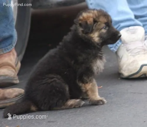 GSD, a female German Shepherd Dog for sale in Monee, IL – Photo 1 of 1