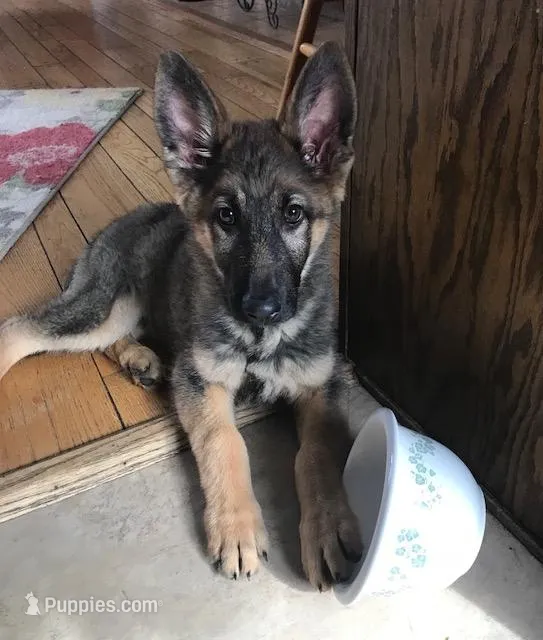 GSD, a male German Shepherd Dog for sale in Monee, IL – Photo 1 of 1