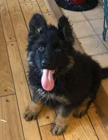 GSD, a male German Shepherd Dog for sale in Monee, IL – 1 of 1