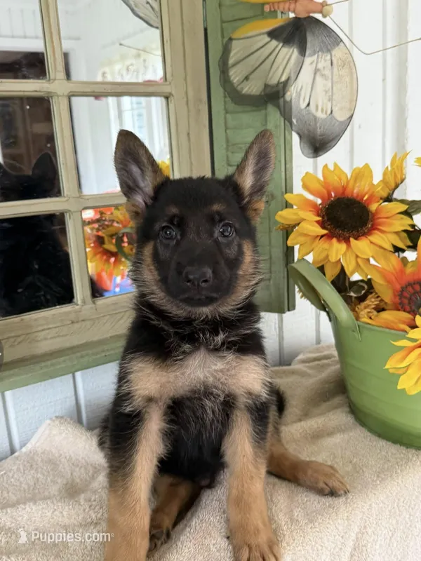 GSD, a male German Shepherd Dog for sale in Monee, IL – Photo 1 of 1