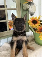GSD, a male German Shepherd Dog for sale in Monee, IL – 1 of 1