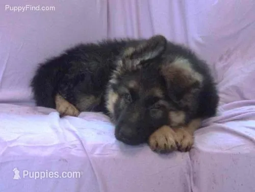 GSD, a male German Shepherd Dog for sale in Monee, IL – Photo 1 of 1