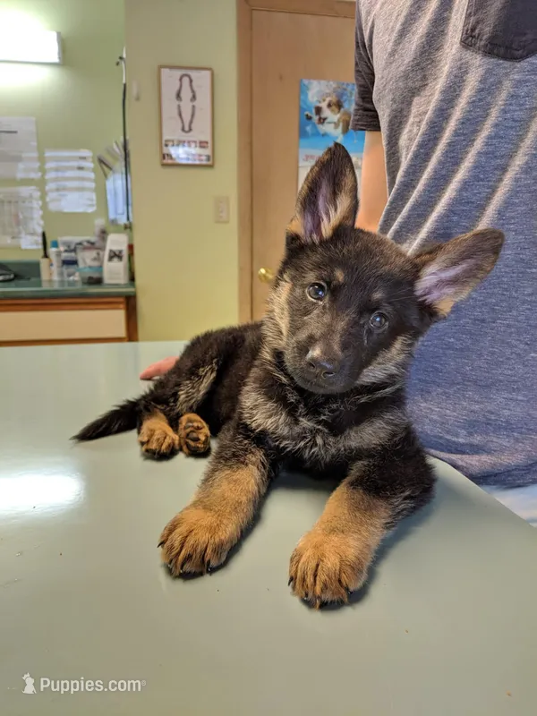 GSP puppy – German Shepherd Dog puppy for sale in Monee, IL