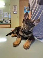 GSP puppy, a male German Shepherd Dog for sale in Monee, IL – 1 of 2