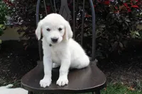 Light Green male, a male English Cream Golden Retriever for sale in Brookville, OH – 1 of 8