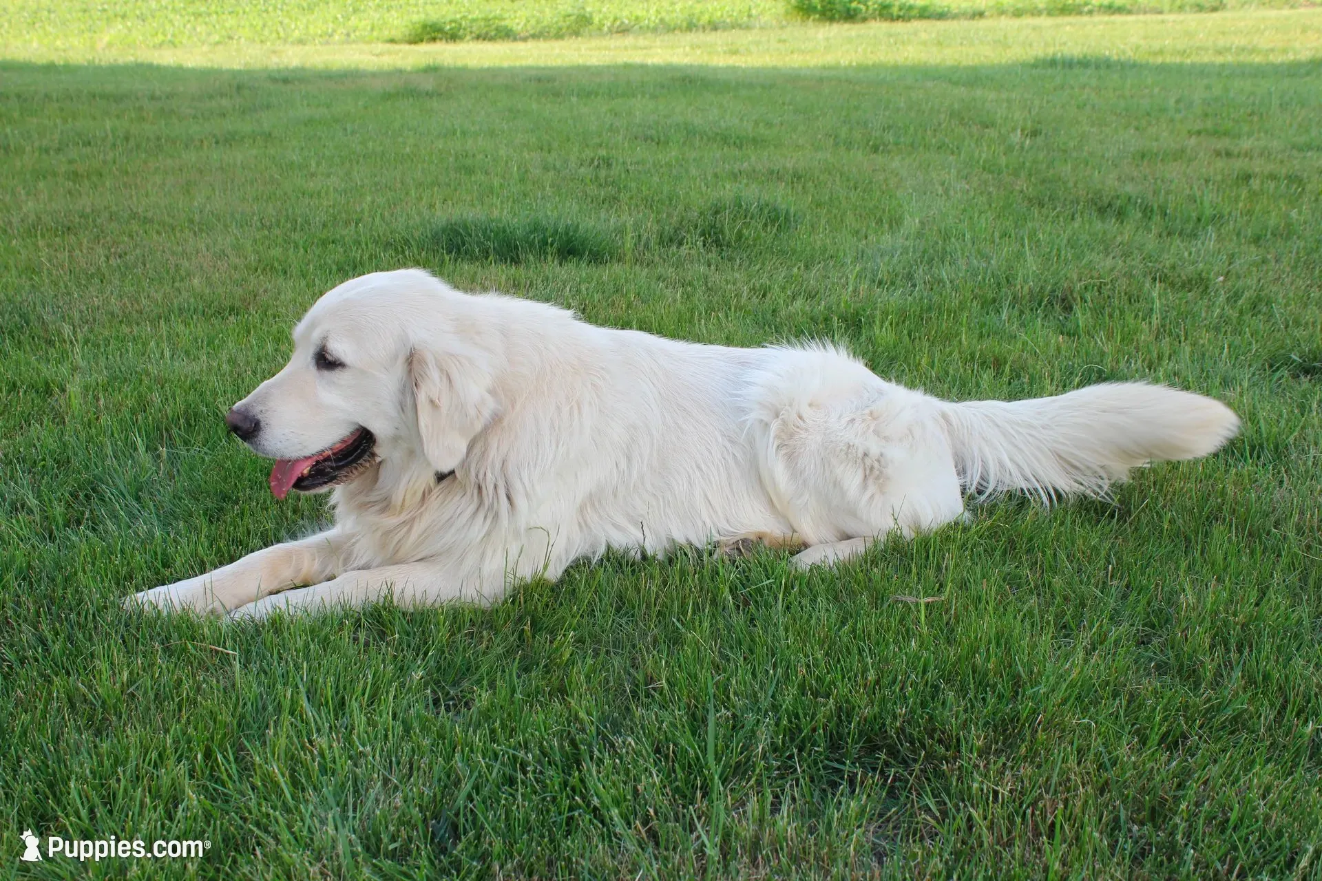 english cream golden, a female English Cream Golden Retriever for sale in Brookville, OH – 8 of 8