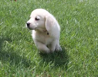 Red male, a male English Cream Golden Retriever for sale in Brookville, OH – 2 of 7