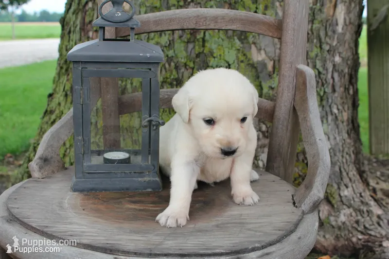Dark Green male – English Cream Golden Retriever puppy for sale in Brookville, OH