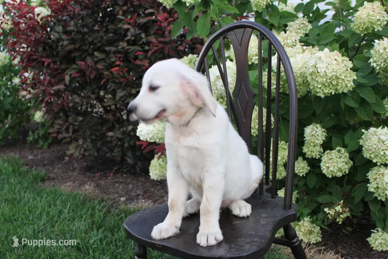 Light Green male – English Cream Golden Retriever puppy for sale in Brookville, OH