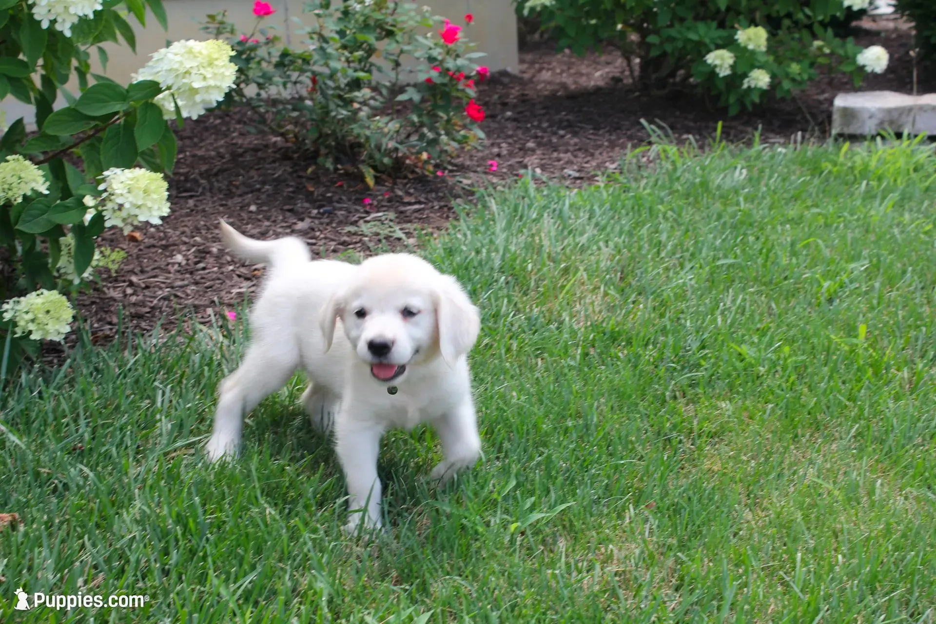 Light Green male, a male English Cream Golden Retriever for sale in Brookville, OH – 3 of 8