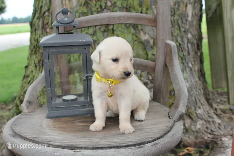 Yellow female – English Cream Golden Retriever puppy for sale in Brookville, OH