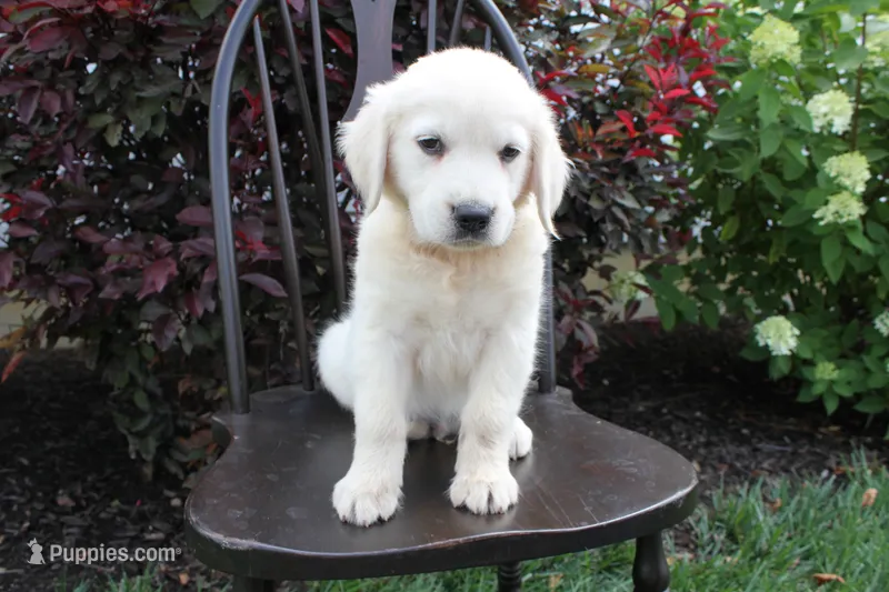 Red male – English Cream Golden Retriever puppy for sale in Brookville, OH