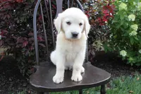 Red male, a male English Cream Golden Retriever for sale in Brookville, OH – 1 of 7