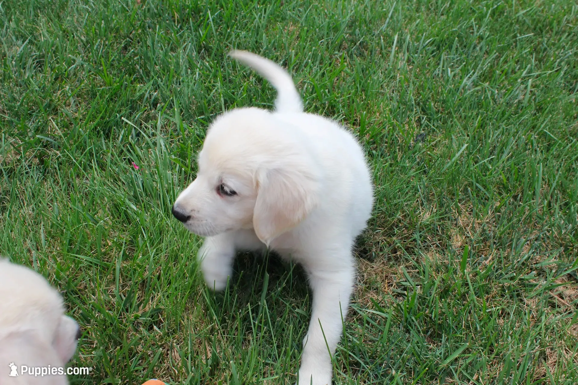 Dark Green male, a male English Cream Golden Retriever for sale in Brookville, OH – 3 of 8