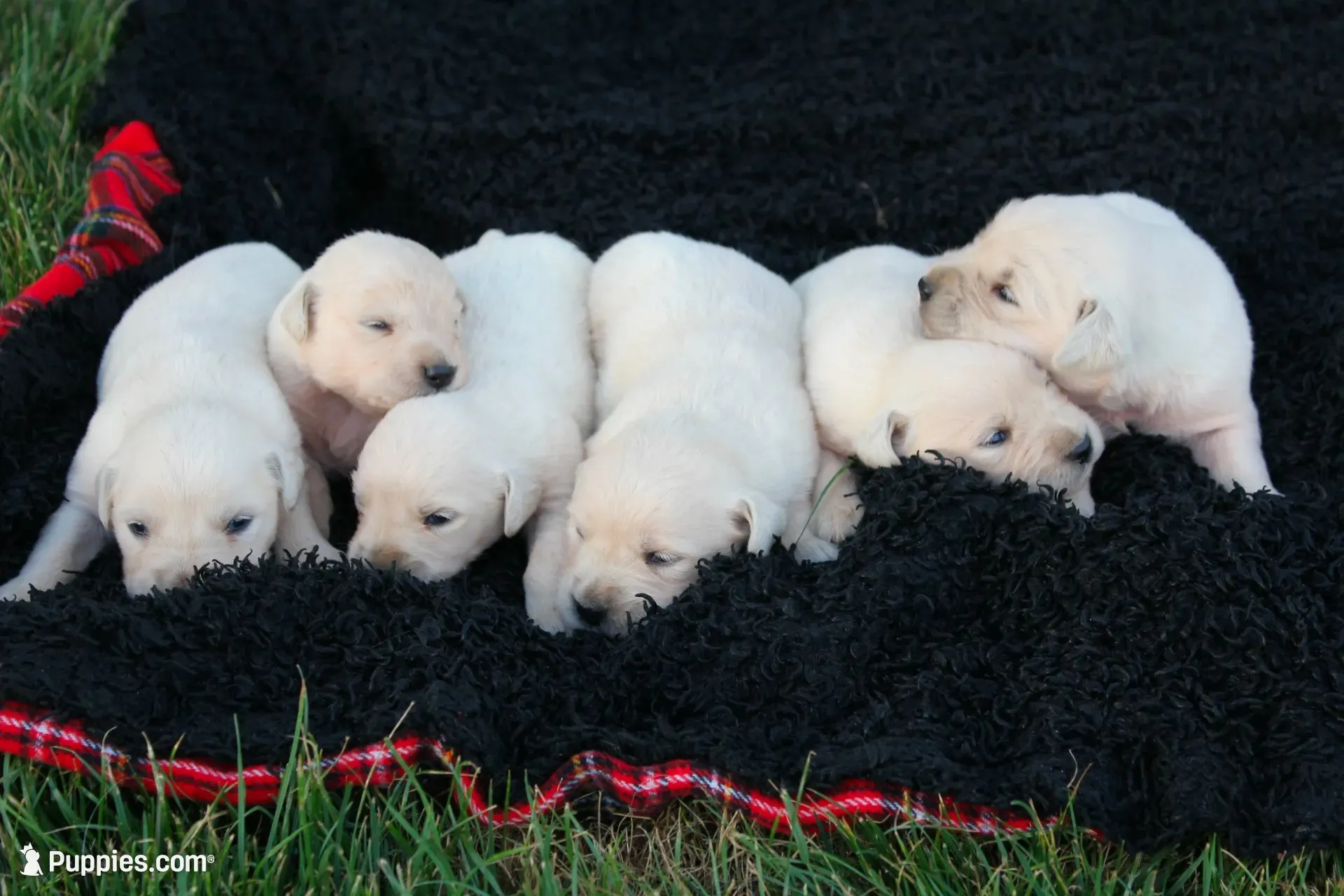 english cream golden, a female English Cream Golden Retriever for sale in Brookville, OH – 3 of 8