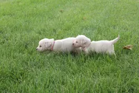 Yellow female, a male English Cream Golden Retriever for sale in Brookville, OH – 4 of 5