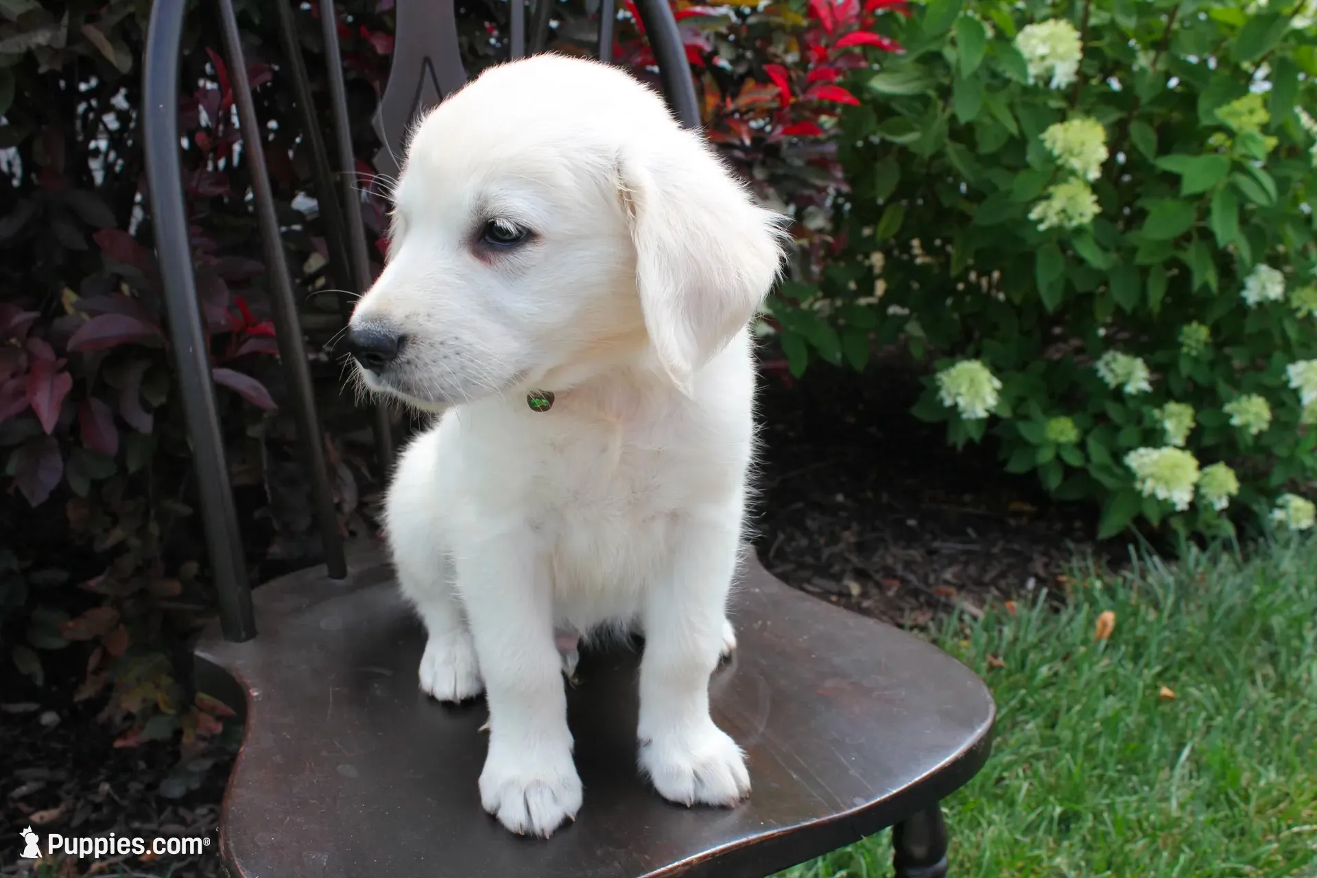 Dark Green male, a male English Cream Golden Retriever for sale in Brookville, OH – 2 of 8