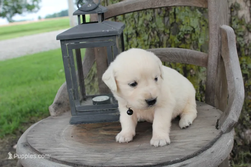 Black male  – English Cream Golden Retriever puppy for sale in Brookville, OH