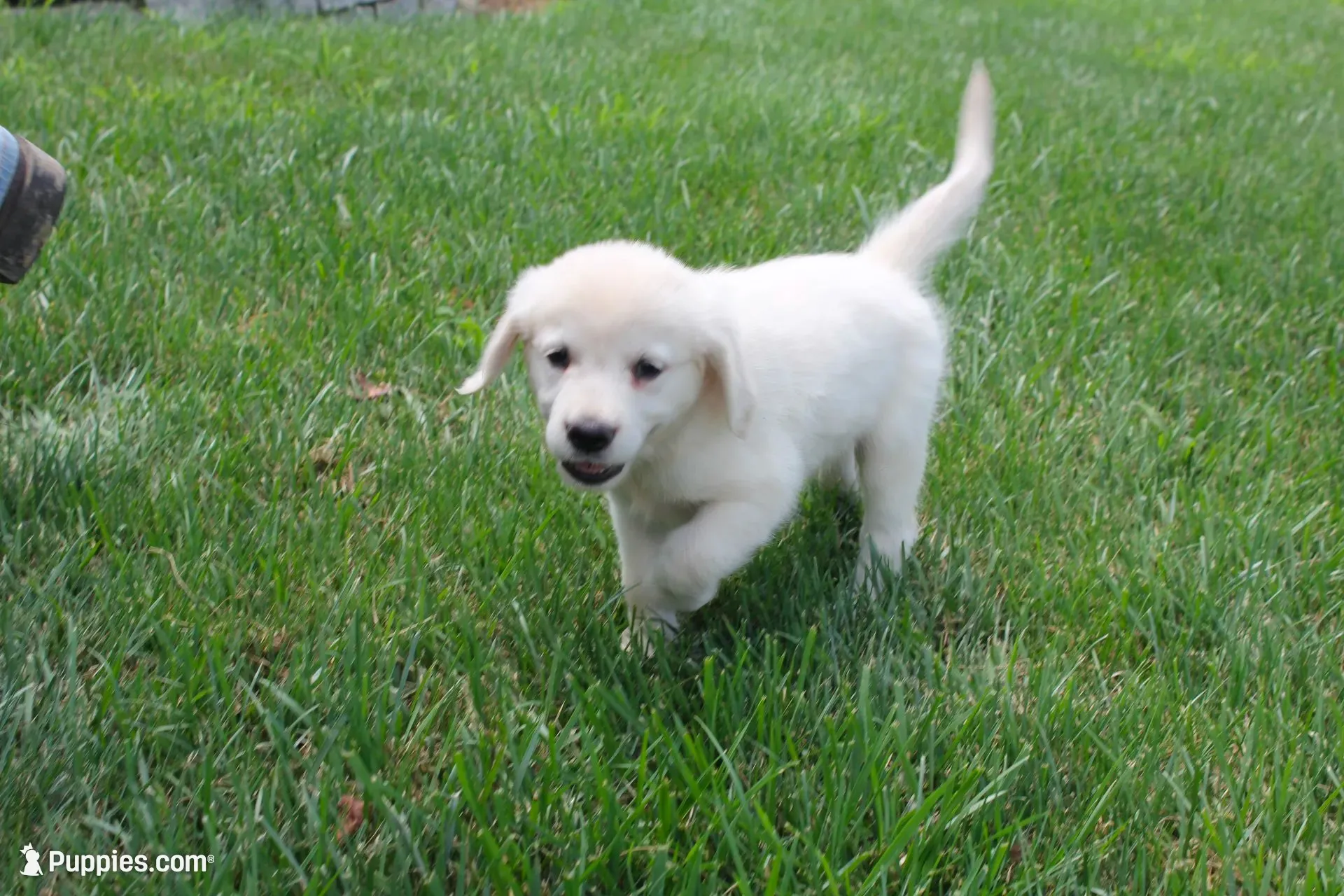 Light Green male, a male English Cream Golden Retriever for sale in Brookville, OH – 2 of 8